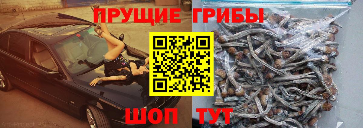 Кушва  Галлюциногенные грибы Psilocybe  Вход с VPN 